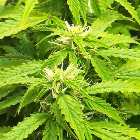 Cream Caramel avto.  growlog photo: Дефолиация на 80%,убрал листья и попкорн. Предыдущая стрижка была 5дн назад. 