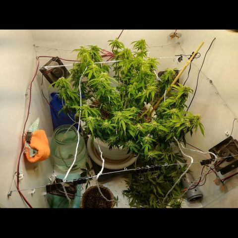 Cream Caramel avto.  growlog photo: Дефолиация на 80%,убрал листья и попкорн. Предыдущая стрижка была 5дн назад. 