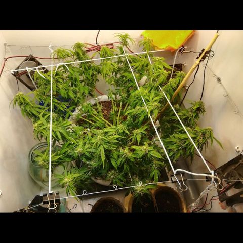 Cream Caramel avto.  growlog photo: Дефолиация на 80%,убрал листья и попкорн. Предыдущая стрижка была 5дн назад. 