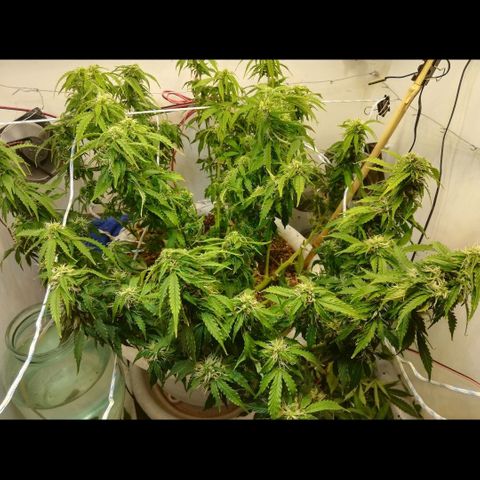 Cream Caramel avto.  growlog photo: Дефолиация на 80%,убрал листья и попкорн. Предыдущая стрижка была 5дн назад. 