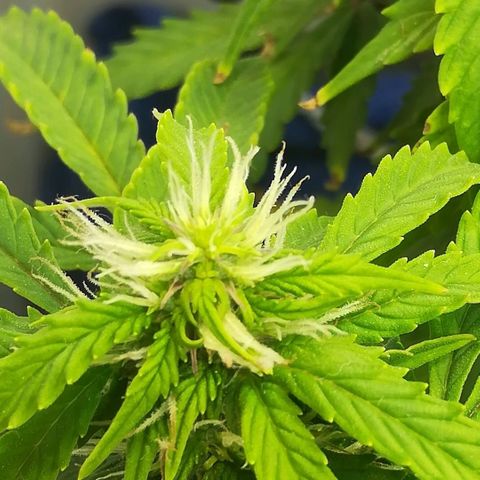Cream Caramel avto.  growlog photo: Дефолиация на 80%,убрал листья и попкорн. Предыдущая стрижка была 5дн назад. 