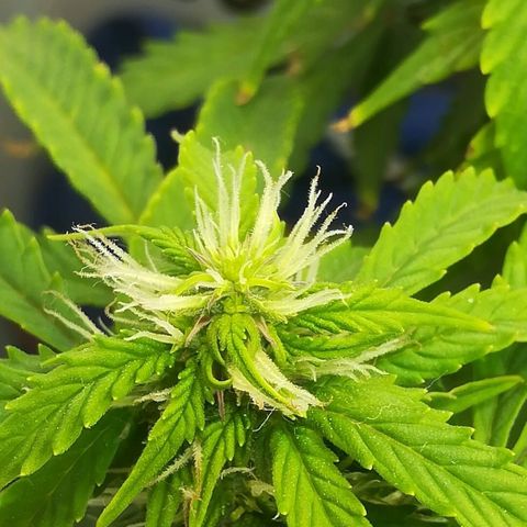 Cream Caramel avto.  growlog photo: Дефолиация на 80%,убрал листья и попкорн. Предыдущая стрижка была 5дн назад. 