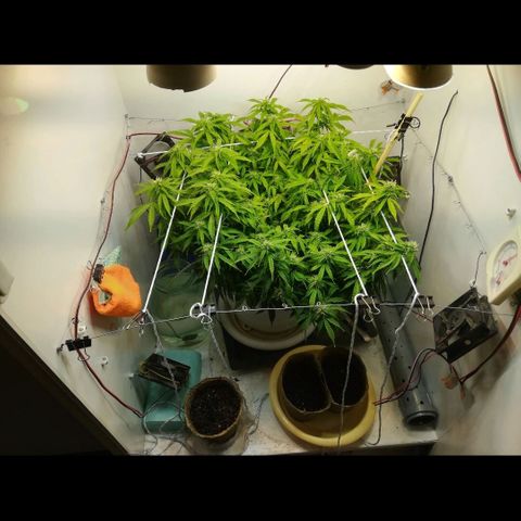 Cream Caramel avto.  growlog photo: Дефолиация на 80%,убрал листья и попкорн. Предыдущая стрижка была 5дн назад. 