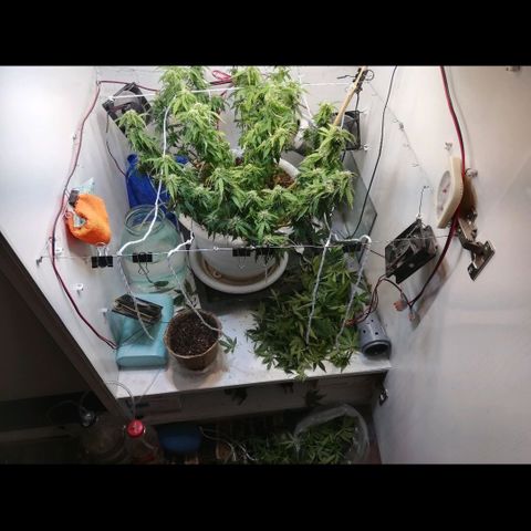 Cream Caramel avto.  growlog photo: Дефолиация на 80%,убрал листья и попкорн. Предыдущая стрижка была 5дн назад. 