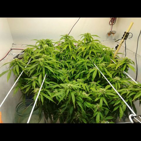 Cream Caramel avto.  growlog photo: Дефолиация на 80%,убрал листья и попкорн. Предыдущая стрижка была 5дн назад. 