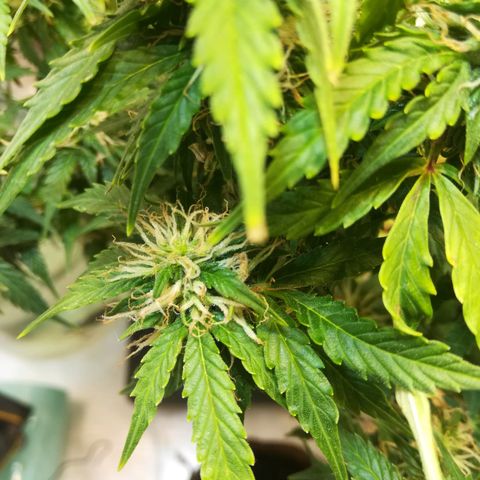 Cream Caramel avto.  growlog photo: После последней стрижки, растиха переживает шок. Я там оч много состриги, т.к.по моим расчётам сейчас середина цвета, соответственно я подстриг на 80%+попкорн почти лысой сделал. На позапрошлом грове была примерно такая же ситуация, оч много состриг и растиха оч долго приходила в себя(~неделю). Наблюдаю/жду появления новых беленький стигм, что будет означать - растиха пришла в чувство и продолжает набирать массу и вкус, что не может радовать любого гровер, трепетно относящимуся к каждому грову индивидуально. 