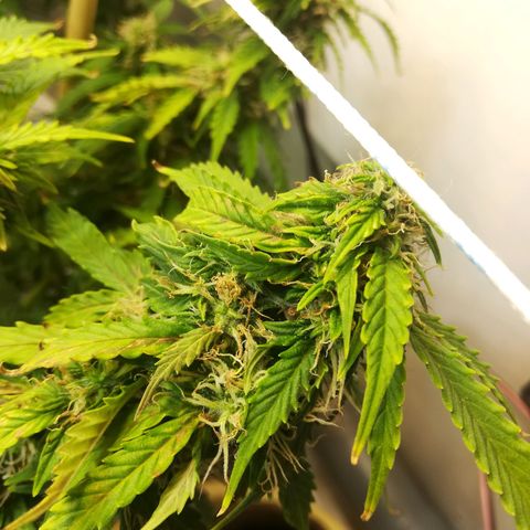 Cream Caramel avto.  growlog photo: После последней стрижки, растиха переживает шок. Я там оч много состриги, т.к.по моим расчётам сейчас середина цвета, соответственно я подстриг на 80%+попкорн почти лысой сделал. На позапрошлом грове была примерно такая же ситуация, оч много состриг и растиха оч долго приходила в себя(~неделю). Наблюдаю/жду появления новых беленький стигм, что будет означать - растиха пришла в чувство и продолжает набирать массу и вкус, что не может радовать любого гровер, трепетно относящимуся к каждому грову индивидуально. 