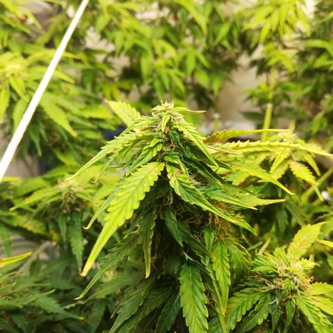 Cream Caramel avto.  growlog photo: После последней стрижки, растиха переживает шок. Я там оч много состриги, т.к.по моим расчётам сейчас середина цвета, соответственно я подстриг на 80%+попкорн почти лысой сделал. На позапрошлом грове была примерно такая же ситуация, оч много состриг и растиха оч долго приходила в себя(~неделю). Наблюдаю/жду появления новых беленький стигм, что будет означать - растиха пришла в чувство и продолжает набирать массу и вкус, что не может радовать любого гровер, трепетно относящимуся к каждому грову индивидуально. 