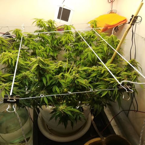 Cream Caramel avto.  growlog photo: После последней стрижки, растиха переживает шок. Я там оч много состриги, т.к.по моим расчётам сейчас середина цвета, соответственно я подстриг на 80%+попкорн почти лысой сделал. На позапрошлом грове была примерно такая же ситуация, оч много состриг и растиха оч долго приходила в себя(~неделю). Наблюдаю/жду появления новых беленький стигм, что будет означать - растиха пришла в чувство и продолжает набирать массу и вкус, что не может радовать любого гровер, трепетно относящимуся к каждому грову индивидуально. 