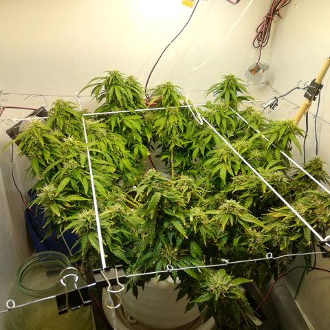 Cream Caramel avto.  growlog timeline photo