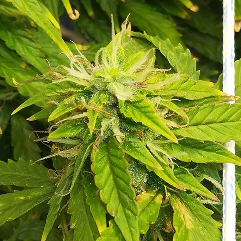 Cream Caramel avto.  growlog timeline photo