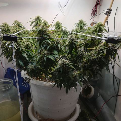 Cream Caramel avto.  growlog timeline photo