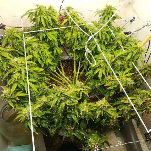 Cream Caramel avto.  growlog timeline photo