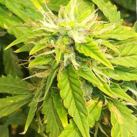 Cream Caramel avto.  growlog timeline photo