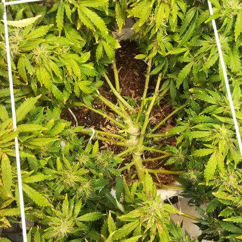 Cream Caramel avto.  growlog timeline photo