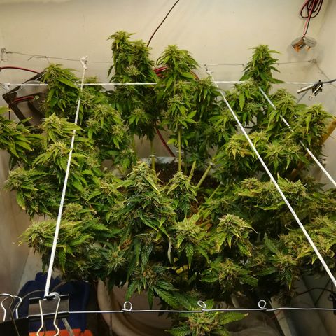 Cream Caramel avto.  growlog photo: До/После 