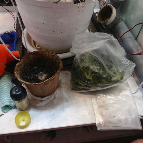 Cream Caramel avto.  growlog photo: До/После 