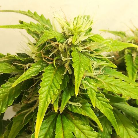 Cream Caramel avto.  growlog photo: До/После 