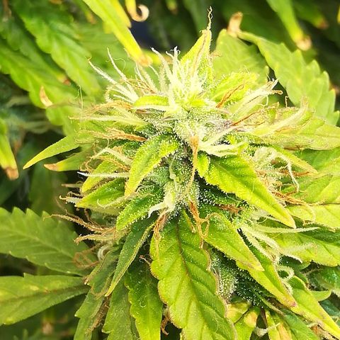Cream Caramel avto.  growlog photo: До/После 