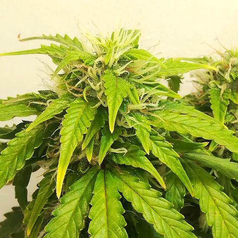 Cream Caramel avto.  growlog photo: До/После 
