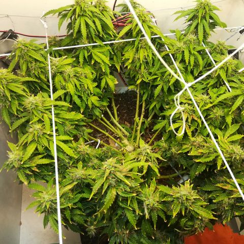 Cream Caramel avto.  growlog photo: До/После 