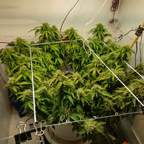 Cream Caramel avto.  growlog photo: До/После 