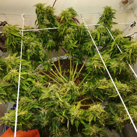 Cream Caramel avto.  growlog photo: До/После 
