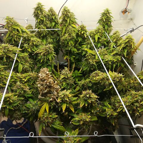 Cream Caramel avto.  growlog timeline photo