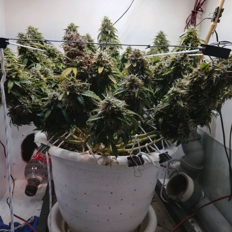 Cream Caramel avto.  growlog timeline photo