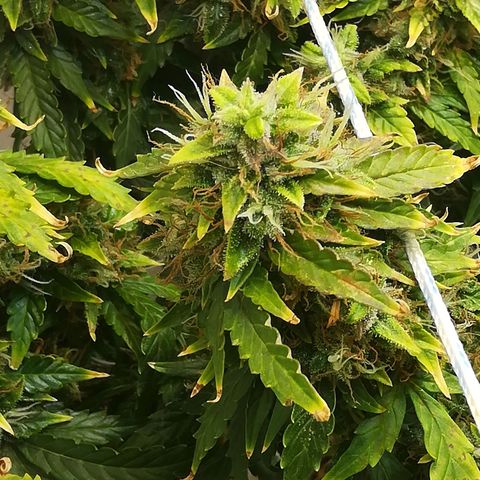 Cream Caramel avto.  growlog timeline photo