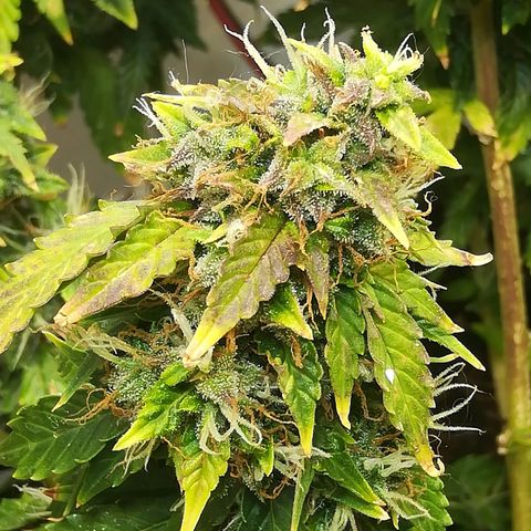 Cream Caramel avto.  growlog timeline photo