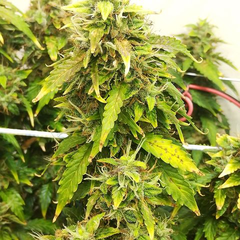 Cream Caramel avto.  growlog timeline photo
