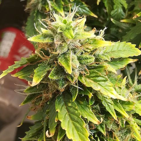 Cream Caramel avto.  growlog timeline photo