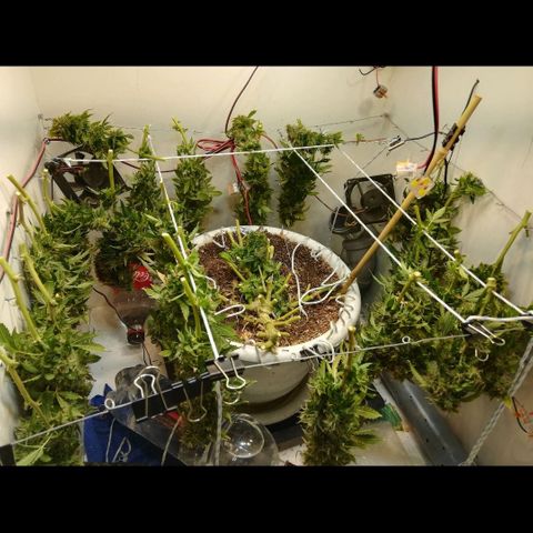 Cream Caramel avto.  growlog photo: Мокрый вес не мерил, тк считаю это пустым занятием. Оч много отходов на этом этапе. 