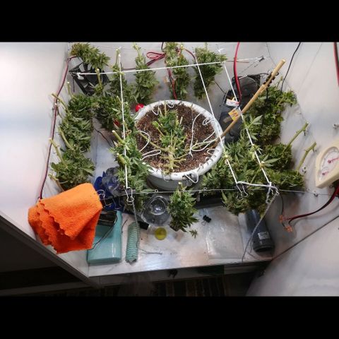 Cream Caramel avto.  growlog photo: Мокрый вес не мерил, тк считаю это пустым занятием. Оч много отходов на этом этапе. 