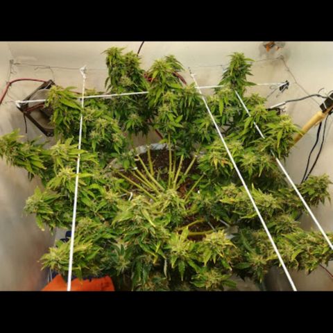 Cream Caramel avto.  growlog photo: Мокрый вес не мерил, тк считаю это пустым занятием. Оч много отходов на этом этапе. 