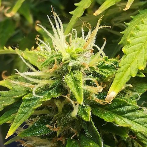 Cream Caramel avto.  growlog photo: Мокрый вес не мерил, тк считаю это пустым занятием. Оч много отходов на этом этапе. 