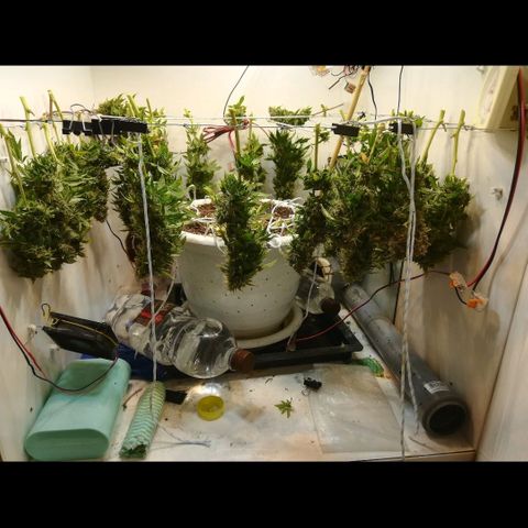 Cream Caramel avto.  growlog photo: Мокрый вес не мерил, тк считаю это пустым занятием. Оч много отходов на этом этапе. 