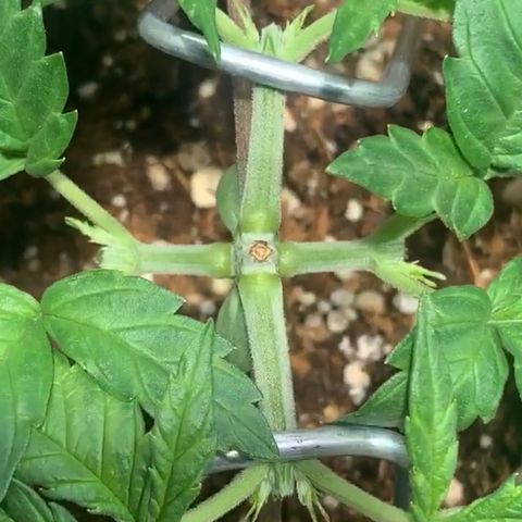 Queen of Sheba - President seeds growlog photo: Topped her for the second time, 8 main arms