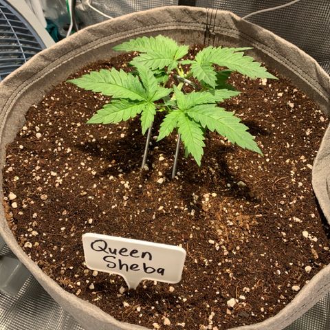 Queen of Sheba - President seeds growlog photo: 21:13
