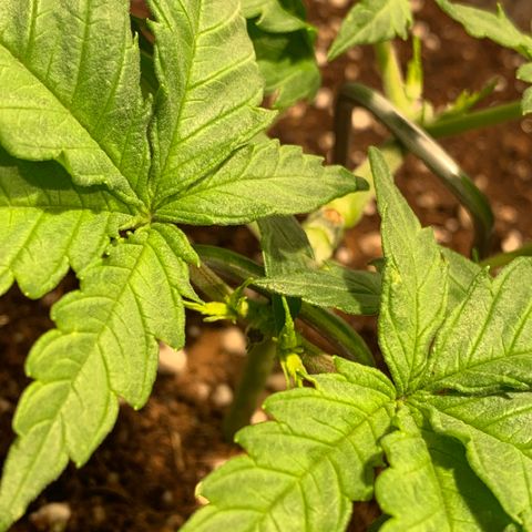 Queen of Sheba - President seeds growlog photo: 21:13