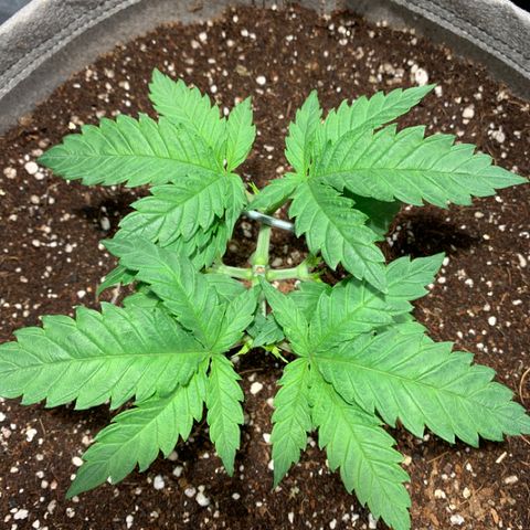 Queen of Sheba - President seeds growlog photo: 21:13