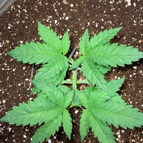 Queen of Sheba - President seeds growlog photo: 21:13