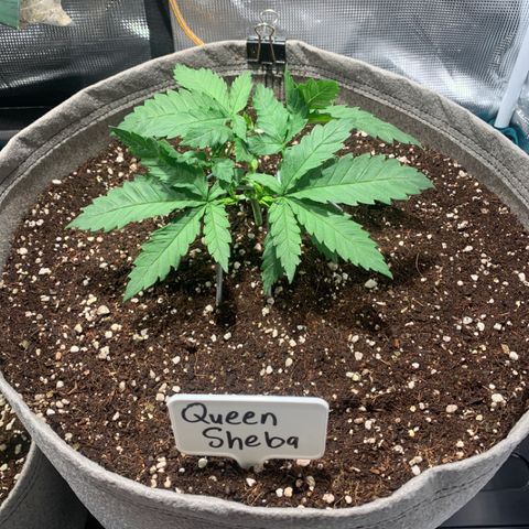 Queen of Sheba - President seeds growlog timeline photo