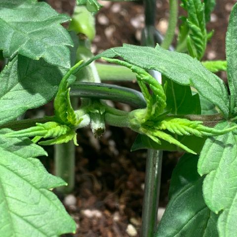 Queen of Sheba - President seeds growlog timeline photo