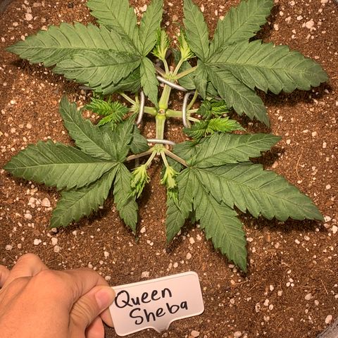 Queen of Sheba - President seeds growlog timeline photo