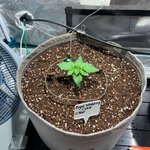 Queen of Sheba - President seeds growlog photo: Installed the Blumat troph system 