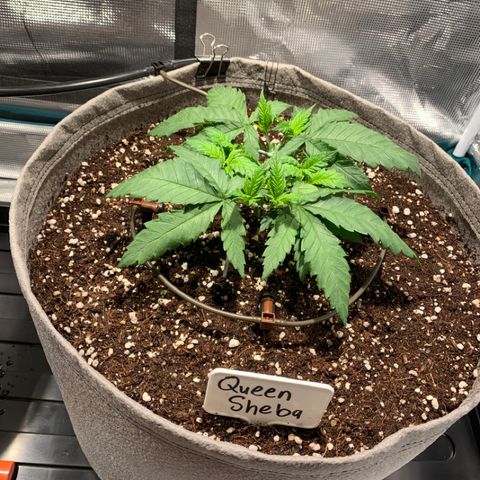Queen of Sheba - President seeds growlog photo: Installed the Blumat troph system 