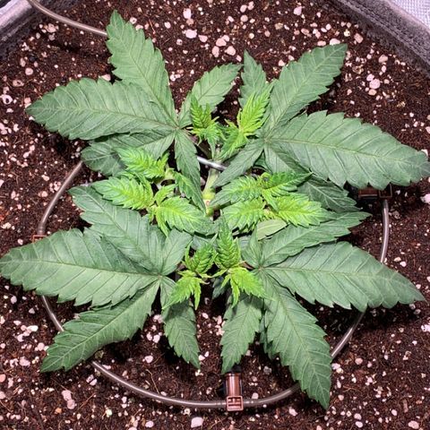 Queen of Sheba - President seeds growlog photo: Installed the Blumat troph system 
