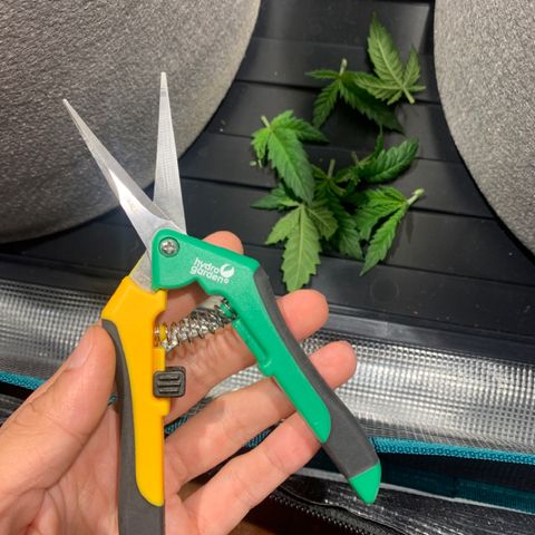 Queen of Sheba - President seeds growlog photo: After the cut